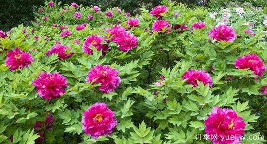 冬季養(yǎng)牡丹花，做好4步來年花開滿盆(圖2)