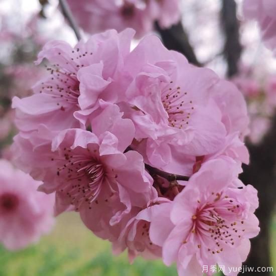 中國10大名花排行榜，你喜歡的花卉上榜了嗎(圖1)