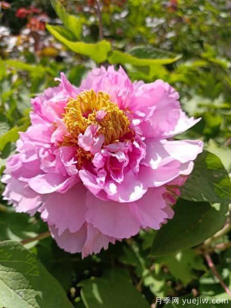 中國10大名花排行榜，你喜歡的花卉上榜了嗎(圖2)