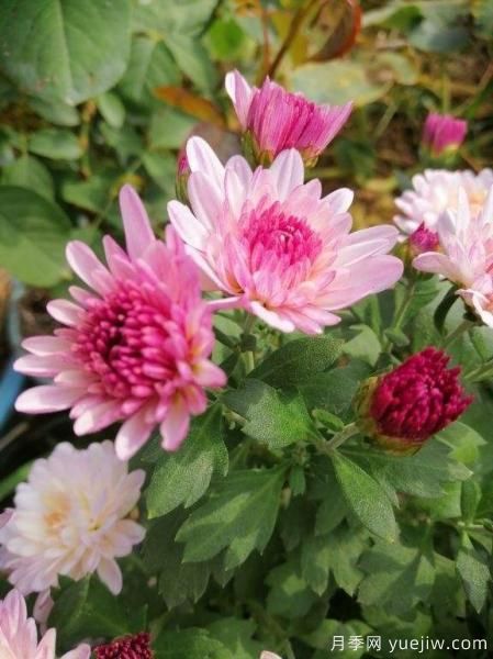 中國10大名花排行榜，你喜歡的花卉上榜了嗎(圖3)