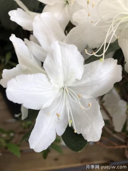 中國10大名花排行榜，你喜歡的花卉上榜了嗎(圖6)
