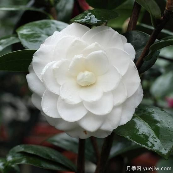 中國10大名花排行榜，你喜歡的花卉上榜了嗎(圖7)
