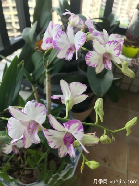 中國10大名花排行榜，你喜歡的花卉上榜了嗎(圖8)