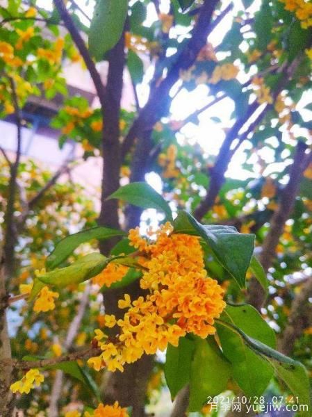 中國10大名花排行榜，你喜歡的花卉上榜了嗎(圖9)