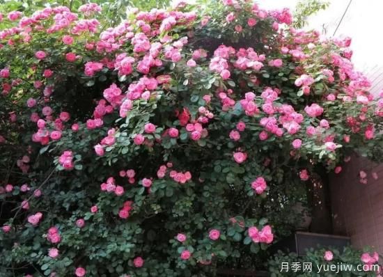 常見的18種藤本月季優(yōu)缺點，對號入座選擇(圖8)