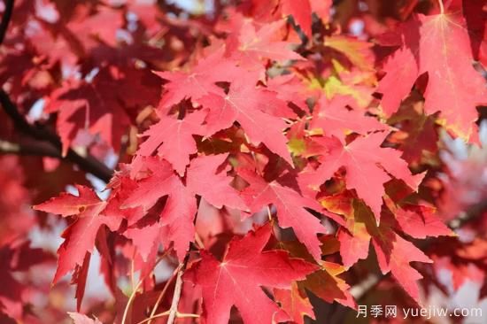 紅楓，4個紅楓品種是秋日植物里亮麗的風景線(圖2)