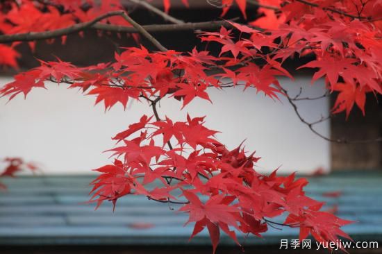 紅楓，4個紅楓品種是秋日植物里亮麗的風景線(圖3)