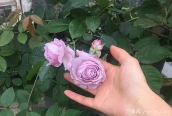 常見的18種藤本月季優(yōu)缺點，對號入座選擇(圖15)