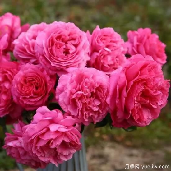 10大伊芙系列月季品種，花大濃香十分誘人(圖1)