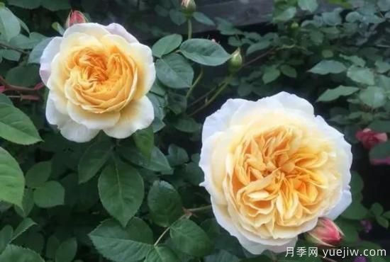 常見的18種藤本月季優(yōu)缺點，對號入座選擇(圖18)