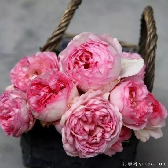 10大伊芙系列月季品種，花大濃香十分誘人(圖3)