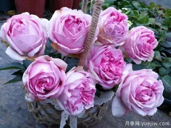 10大伊芙系列月季品種，花大濃香十分誘人(圖4)