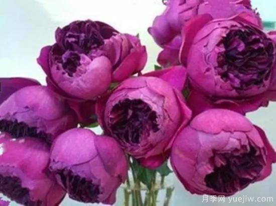 10大伊芙系列月季品種，花大濃香十分誘人(圖7)