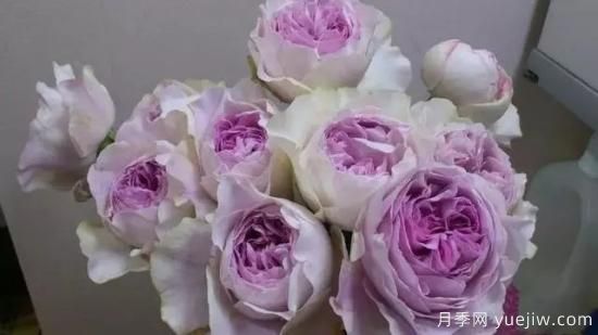 10大伊芙系列月季品種，花大濃香十分誘人(圖6)