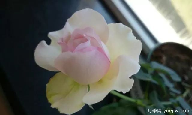 10大伊芙系列月季品種，花大濃香十分誘人(圖9)