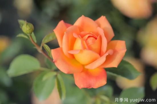 好期在四時，深愛如長風(fēng)，摯愛月季(圖2)