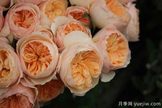 好期在四時，深愛如長風(fēng)，摯愛月季(圖5)