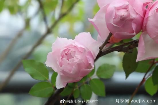好期在四時，深愛如長風(fēng)，摯愛月季(圖4)