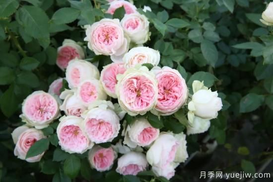 初冬月季花苞打不開，可能是這些原因，有什么應(yīng)對措施(圖6)