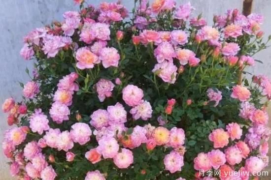 讓盆栽月季花開爆盆的方法，選對花盆，水肥管理是重點(圖1)