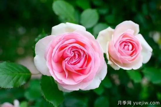 讓盆栽月季花開爆盆的方法，選對花盆，水肥管理是重點(圖2)