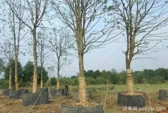 容器苗與傳統(tǒng)的大地育苗相比，優(yōu)點(diǎn)顯而易見(圖1)
