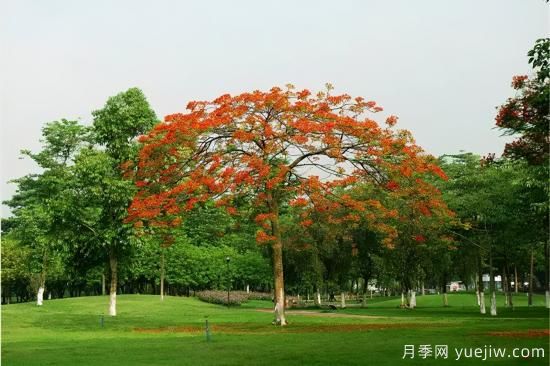 苗木中的精品！這6種高顏值苗木你家苗圃有嗎？(圖2)