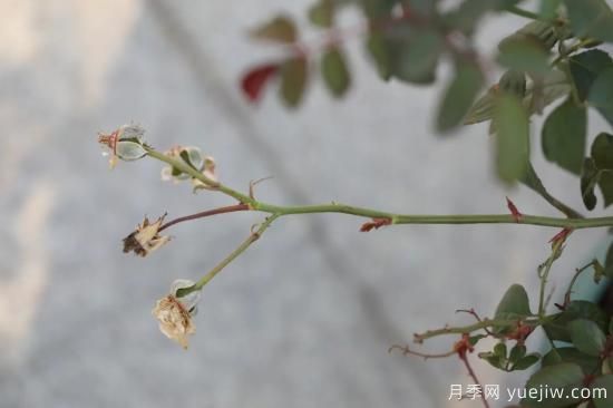 耐寒性，你家月季抗不抗凍？月季如何過冬(圖6)