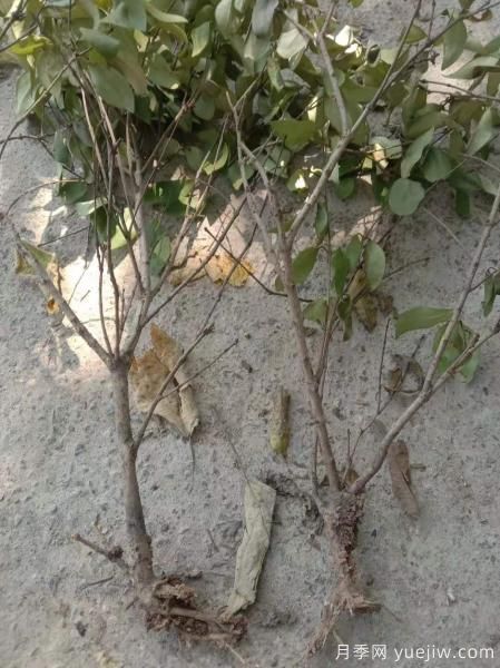 女貞爛根是什么原因造成的？如何挽救？(圖1)