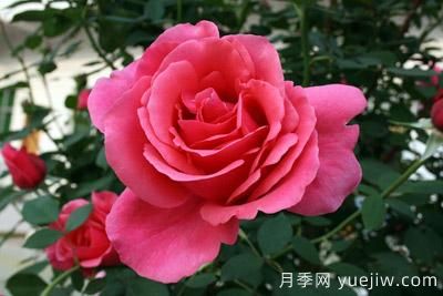 月季花苗什么時(shí)候移栽？月季花苗移栽注意事項(xiàng)(圖2)
