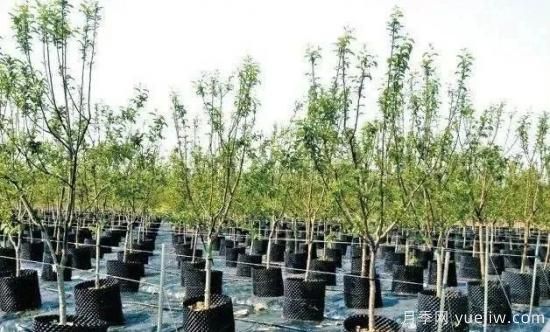 容器苗怎么固定才能防止傾倒？(圖1)