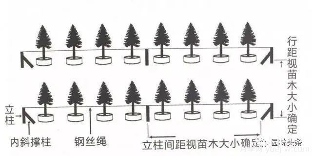 容器苗怎么固定才能防止傾倒？(圖2)