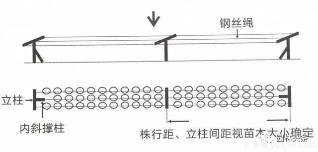容器苗怎么固定才能防止傾倒？(圖3)