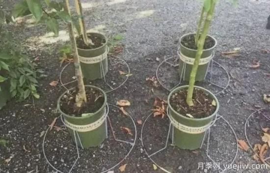 容器苗怎么固定才能防止傾倒？(圖5)