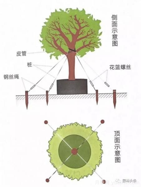 容器苗怎么固定才能防止傾倒？(圖4)