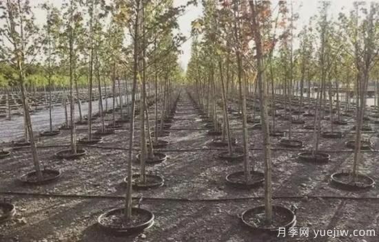 容器苗怎么固定才能防止傾倒？(圖6)