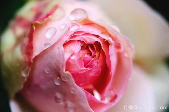 初冬月季花苞打不開，可能是這些原因，有什么應(yīng)對措施(圖2)