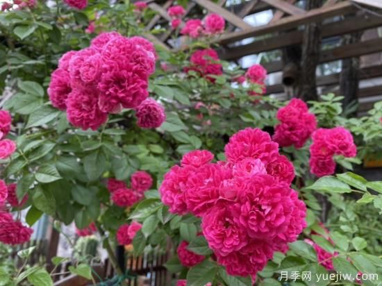 玫瑰、月季、薔薇如何區(qū)別？3個方法很簡單(圖2)