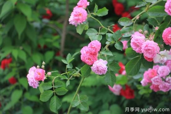 玫瑰、月季、薔薇如何區(qū)別？3個方法很簡單(圖3)