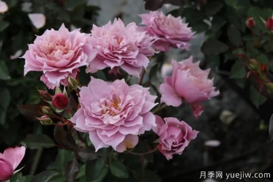 初冬月季花苞打不開，可能是這些原因，有什么應(yīng)對措施(圖3)