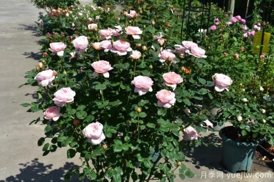 初冬月季花苞打不開，可能是這些原因，有什么應(yīng)對措施(圖4)
