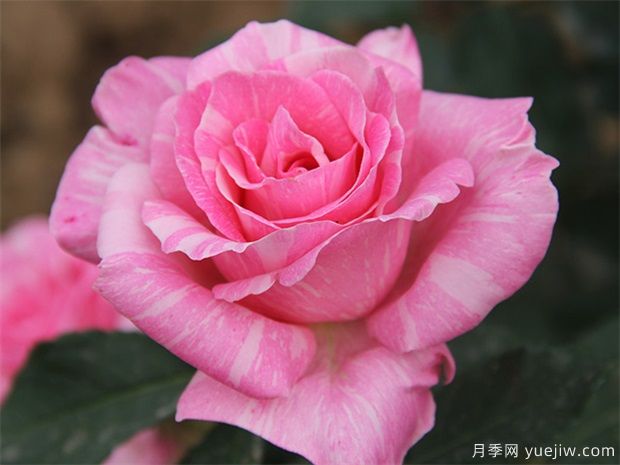 讀書句子迷：余生只愿你知足且上進(jìn)，溫柔而堅(jiān)定(圖1)
