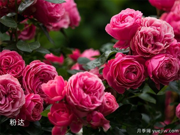 推薦8種藤本月季，抗病性強好養(yǎng)好看愛開花(圖8)