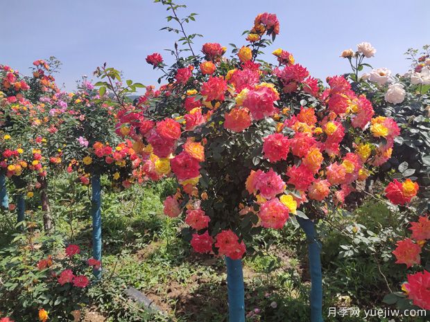 月季花怎么養(yǎng)好很簡(jiǎn)單？總結(jié)養(yǎng)護(hù)管理要點(diǎn)(圖1)