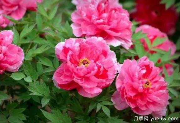 陽臺難養(yǎng)花卉之牡丹栽培經(jīng)驗(yàn)(圖1)