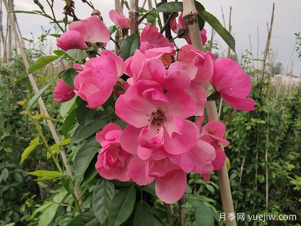 秋天如何給盆栽月季施肥？施什么肥料？(圖1)