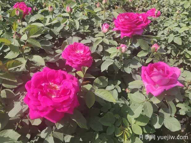 月季株形知識：微月、灌木、藤本、可藤可灌、株型緊湊(圖1)