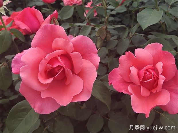 古老珍貴的10種國產(chǎn)月季，抗病好養(yǎng)比歐月實在(圖1)