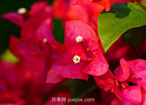 6款適合在夏天養(yǎng)的花，耐曬耐高溫(圖1)