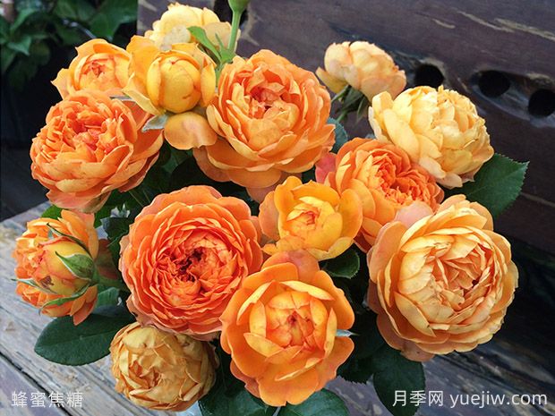 抗病耐熱的蜂蜜焦糖月季該如何去養(yǎng)護(hù)？(圖2)